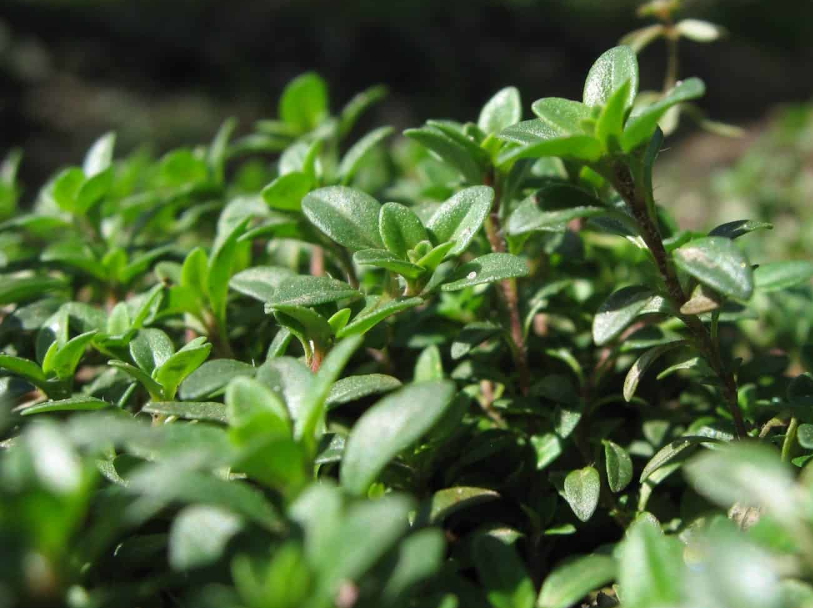 thyme plant